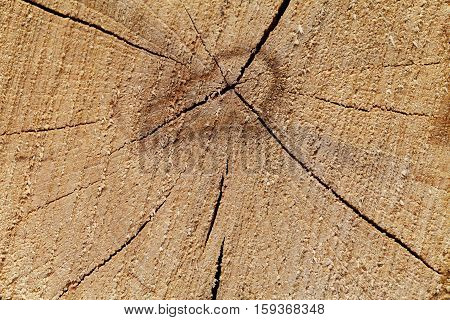 Oak texture on the cut. Background. Beautiful wood pattern