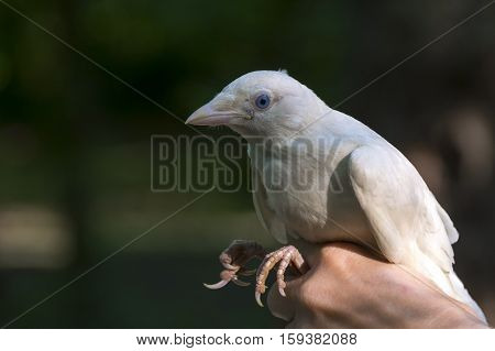 White Eurasian jackdaw Corvus monedula in hand