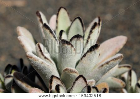 Panda Plant / ears - succulent plant