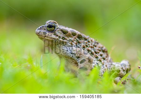 Green Toad In Grass