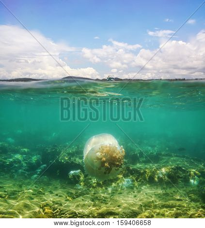 A beautiful underwater seascape with big jellyfish