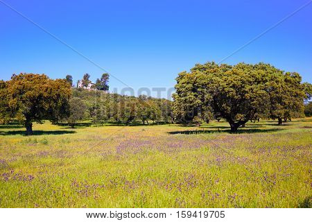 Dehesa grassland by via de la Plata way of Spain in Andalusia
