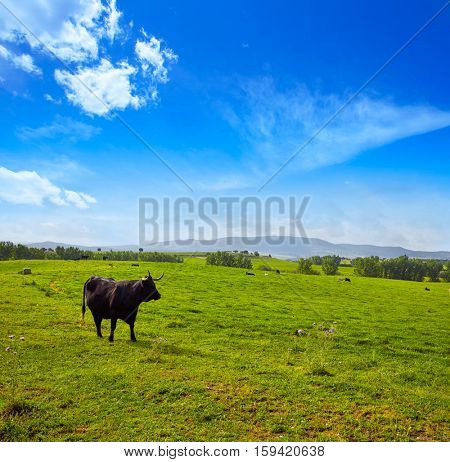 fighting bull grazing in Extremadura dehesa grasslands along Via de la Plata way of Spain
