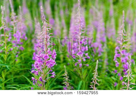 field of blooming sally flowers. Purple Alpine Fireweed.