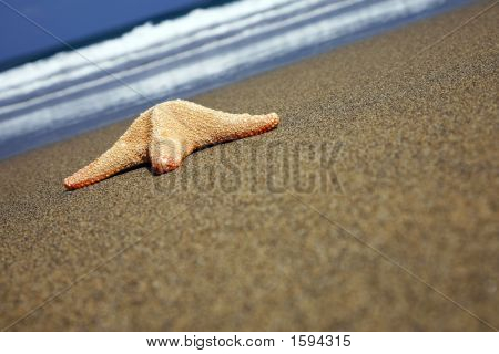 Strand søstjerne