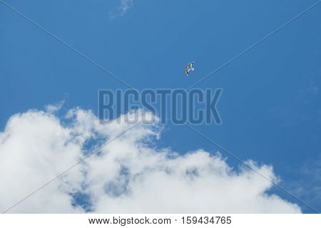 seagull on a background of blue sky with clouds