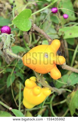 Solanum Mammosum On Plant