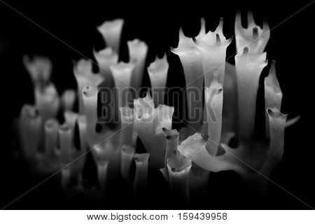 Mushroom Ramaria closeup. It looks like a castle. Black and white image