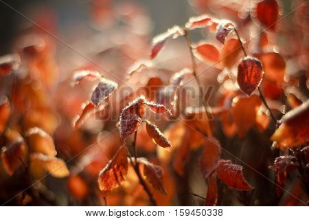 Orange autumn leaves covered with frost and illuminated by the sun. Autumn Park. The first frosts. Ice crystals on the leaves