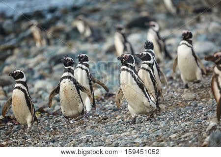 Magellanic Penguins In Natural Environment