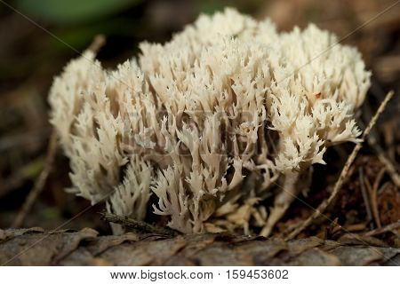 edible coral fungus(Ramaria stricta) on dry leaf