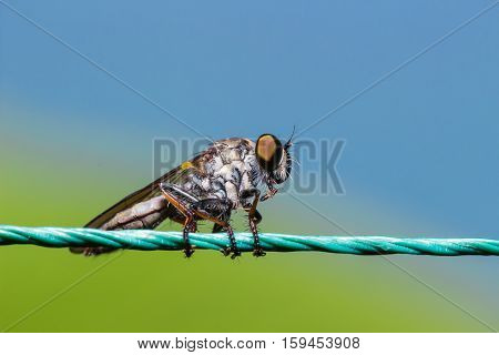 Robber Fly, Assassin Fly (asilidae)