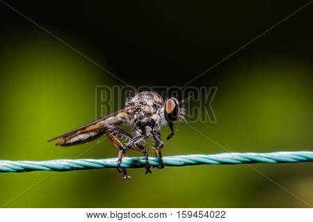 Robber Fly, Assassin Fly (asilidae)