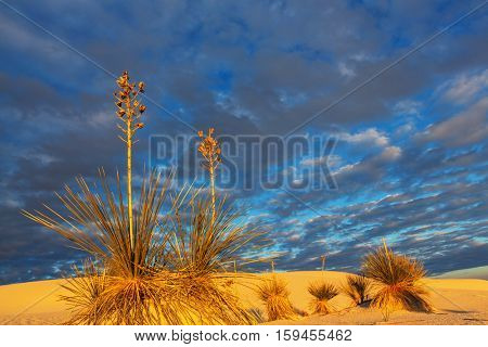 Unusual White Sand Dunes at White Sands National Monument, New Mexico, USA