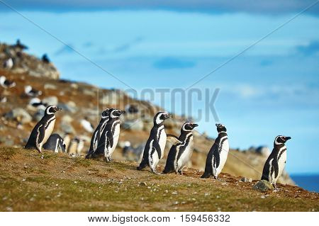 Magellanic Penguins In Natural Environment