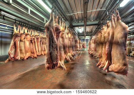 Refrigerated storage frozen pork carcasses hanging on hooks.