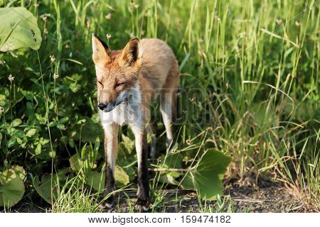 Red fox walks over white snow wintertime