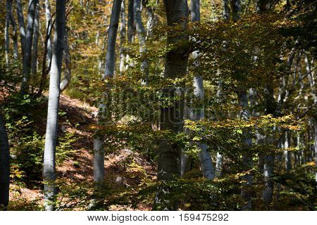 Stara reka Reserve in the autumn, Stara planina mountain, Bulgaria