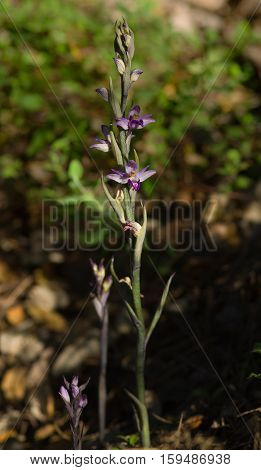 Violet Limodore Wild Orchid Full Plant - Limodorum Abortivum