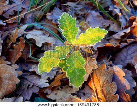 An oak tree sapling (Quercus robur) poking through the autumn leaves on a frosty morning