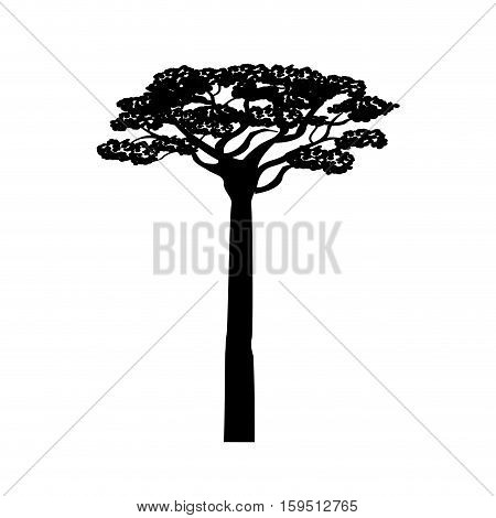 africa acacia tree icon vector illustration graphic design