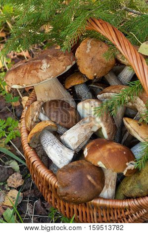 Brown Cap Boletus (Leccinum Scabrum) And Boletus Edulis (Porcini). Wicker Basket With Edible Mushrooms Under Fir-Tree In Forest Close Up.