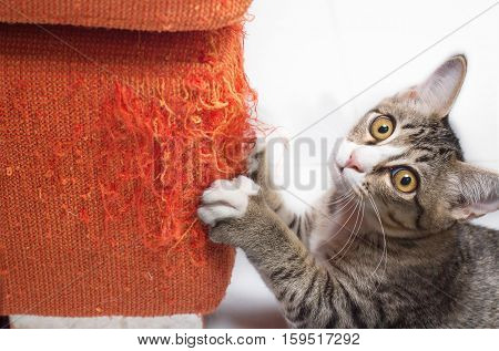 Kitten looking and scratching orange fabric sofa