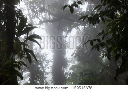 Lush foggy rainforest La Fortuna Costa Rica