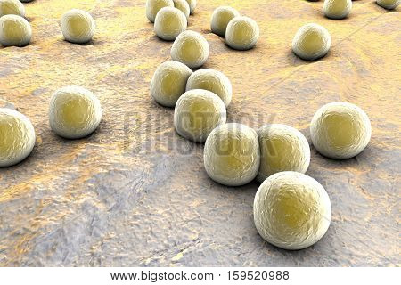 Bacteria Staphylococcus aureus on the surface of skin or mucous membrane, 3D illustration