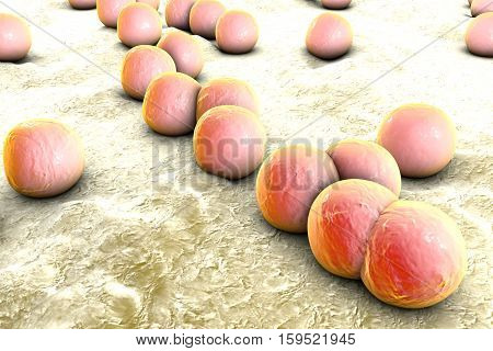 Bacteria Staphylococcus aureus on the surface of skin or mucous membrane, 3D illustration