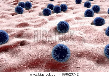 Bacteria Staphylococcus aureus on the surface of skin or mucous membrane, 3D illustration