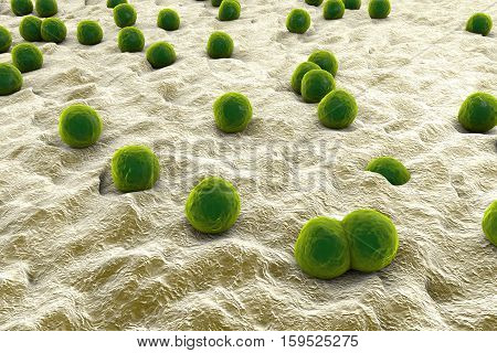 Bacteria Staphylococcus aureus on the surface of skin or mucous membrane, 3D illustration