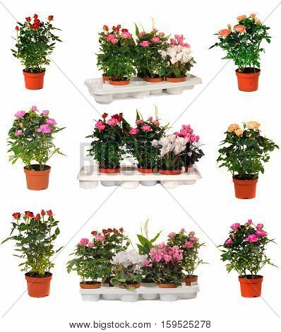 houseplant chopin in brown clay flowerpot isolated