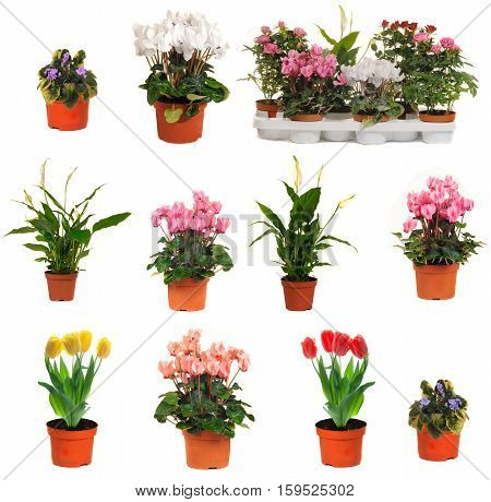 houseplant chopin in brown clay flowerpot isolated