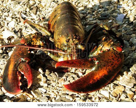 Live Maine lobster lounging on a Maine beach.