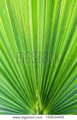 Washingtonia filifera Desert Fan Palm American Cotton Palm Arizona Fan Palm Stripped tropical pointy leaves Ribbed leaf Washingtonia palm background texture stock macro photo close up selective focus