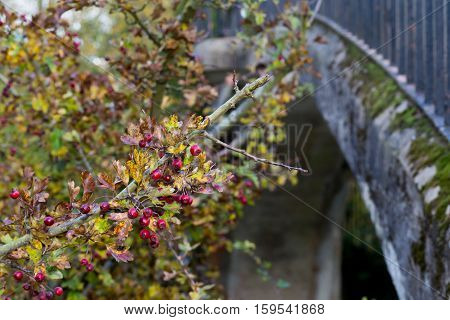 Ripe Red Fruit Of Hawthorn Berries On Brunches
