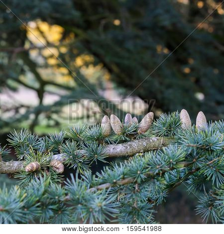 Blue Cedar Branches With Fruit Cones, Cedrus Atlantica 'glauca'