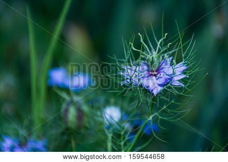 Purple Nigella damascena wild spring flower plant