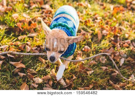 A chihuahua puppy walking on grass and leaves, carrying a stick in its mouth