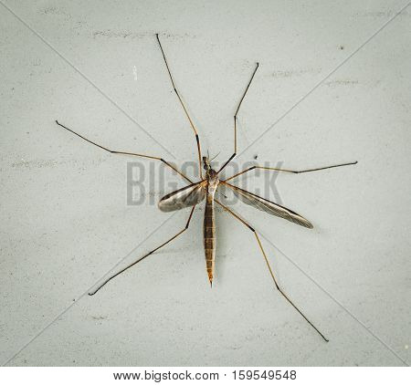Large mosquito hawk stands still on an outside wall.
