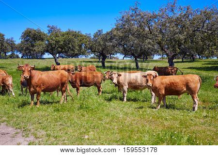Cows grazing in Extremadura Dehesa grasslands of Spain by via de la Plata