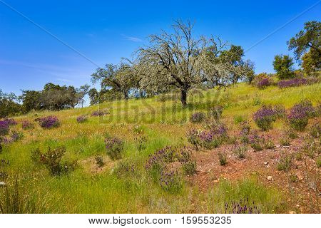 Via de la Plata way to Santiago in Dehesas of Spain at Extremadura Cornalvo and Sierra Bermeja