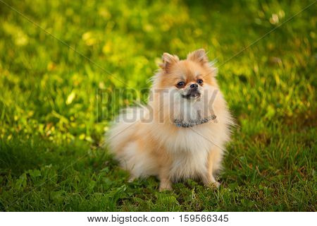 Beautiful Red Dwarf Spitz On Green Lawn