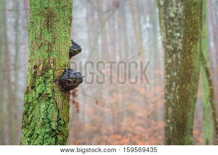 Tree Hub Growing On Trunk