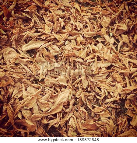 Closeup of dried autumn leaves on ground. Brown, orange and yellow leaves on grass in fall.  Instagram effects.