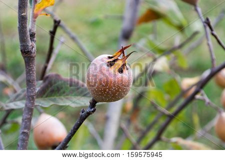 Medlar on the tree branch in the autumn