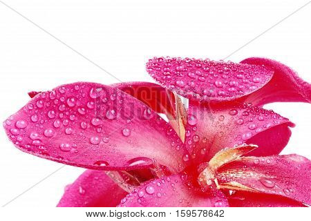 Reddish Pink Canna Lily Fower With Drop Of Water.
