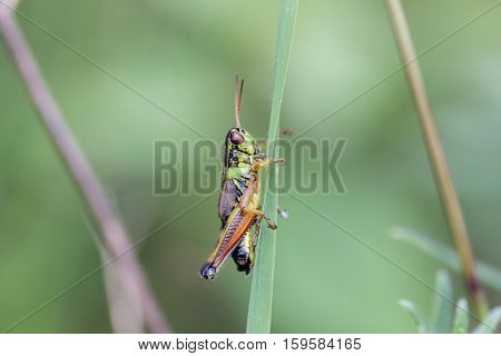 Bright green and multicolored grasshoppers are found in the grasslands of Mexico. They are also eaten as a very special snack and are known as Chapulines to the indigenous people.