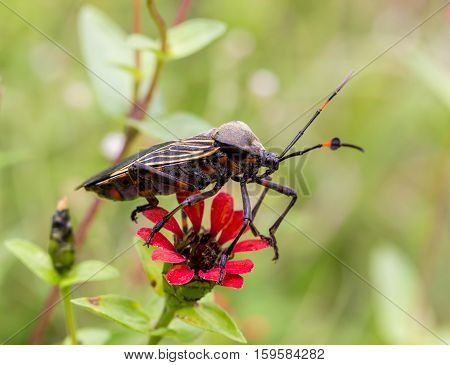 Deadly kissing bug Mexico. Blood sucker,  infection is known as Chagas disease. Insects infected with the parasite Trypanosoma cruzi are extremely dangerous to humans and can cause eventual death.